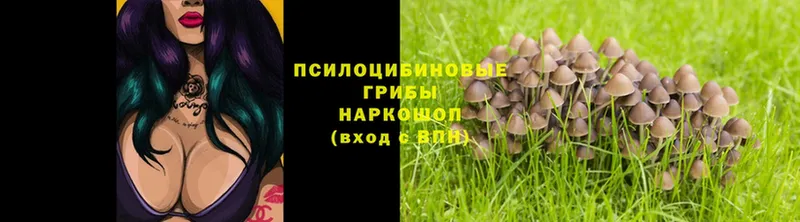 купить наркотики цена  Вольск  МЕГА ТОР  Псилоцибиновые грибы Psilocybine cubensis 